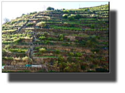 Manarola, The hiking path down through the vineyards DSC01468.jpg