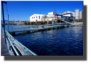 Salmon production facility DSC00733.jpg