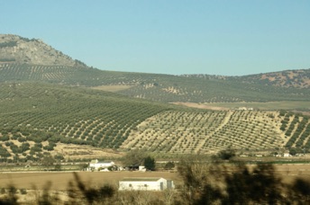 On the road to Granada 
DSC04067.jpg